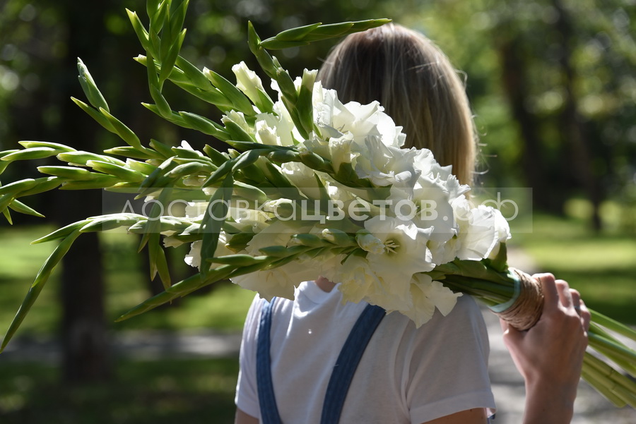 Где купить гладиолусы в москве пермь цветы с доставкой гайва